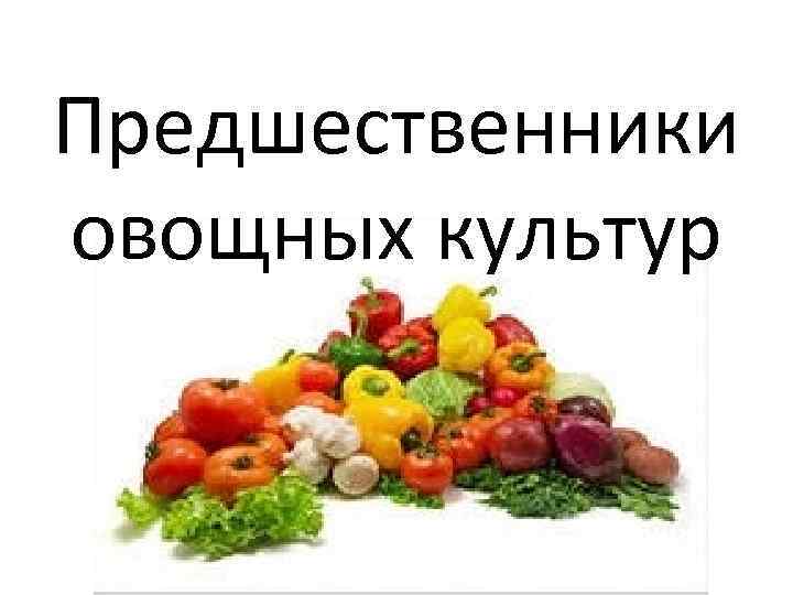 Предшественники овощных культур 