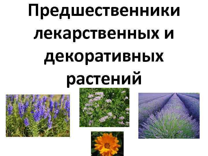 Предшественники лекарственных и декоративных растений 