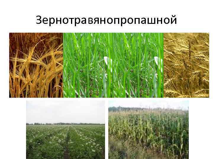 Зернотравянопропашной 