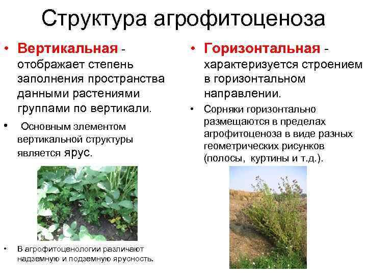 Структура агрофитоценоза • Вертикальная - отображает степень заполнения пространства данными растениями группами по вертикали.