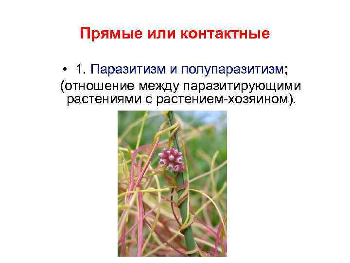 Прямые или контактные • 1. Паразитизм и полупаразитизм; (отношение между паразитирующими растениями с растением-хозяином).