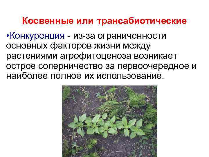 Косвенные или трансабиотические • Конкуренция - из-за ограниченности основных факторов жизни между растениями агрофитоценоза