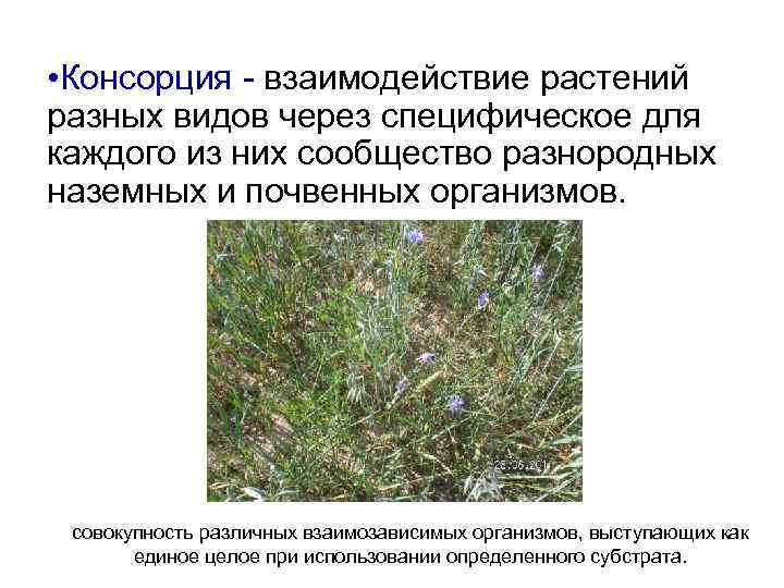  • Консорция - взаимодействие растений разных видов через специфическое для каждого из них
