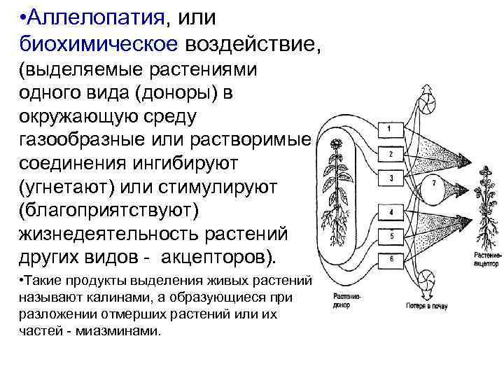  • Аллелопатия, или биохимическое воздействие, (выделяемые растениями одного вида (доноры) в окружающую среду