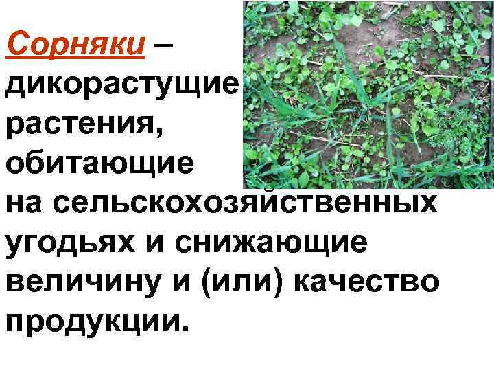Сорняки – дикорастущие растения, обитающие на сельскохозяйственных угодьях и снижающие величину и (или) качество