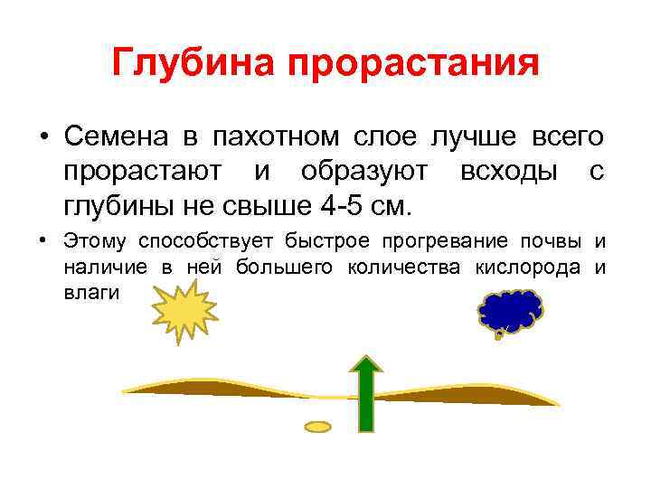 Глубина прорастания • Семена в пахотном слое лучше всего прорастают и образуют всходы с