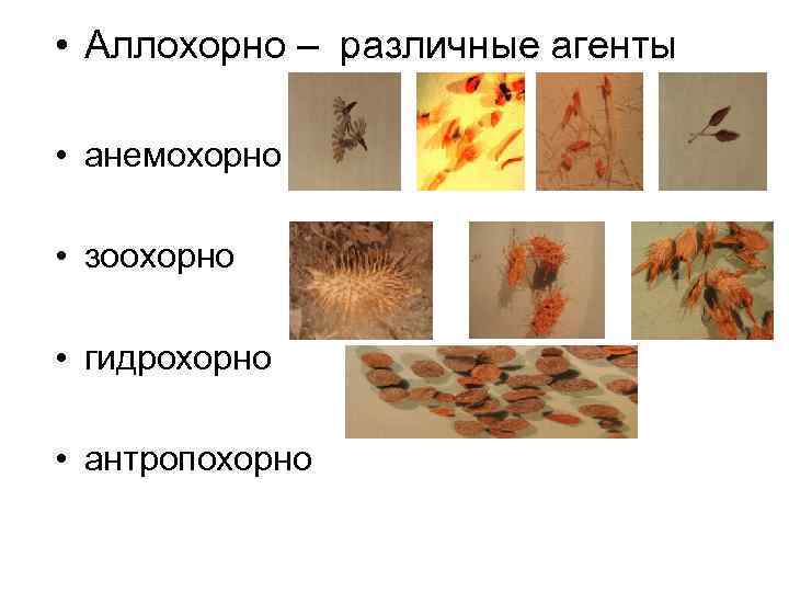  • Аллохорно – различные агенты • анемохорно • зоохорно • гидрохорно • антропохорно