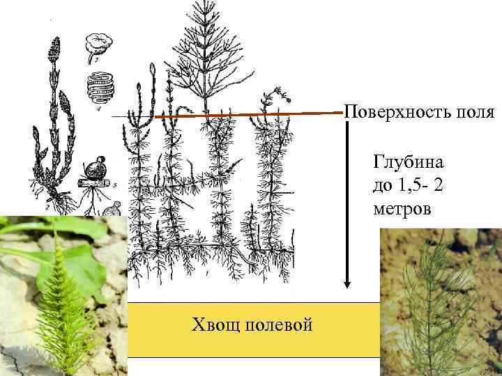 Поверхность поля Глубина до 1, 5 - 2 метров Хвощ полевой 