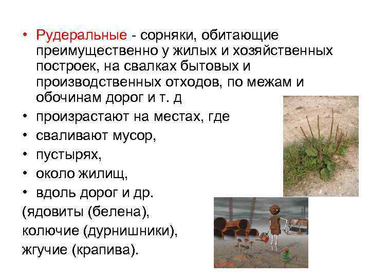  • Рудеральные - сорняки, обитающие преимущественно у жилых и хозяйственных построек, на свалках