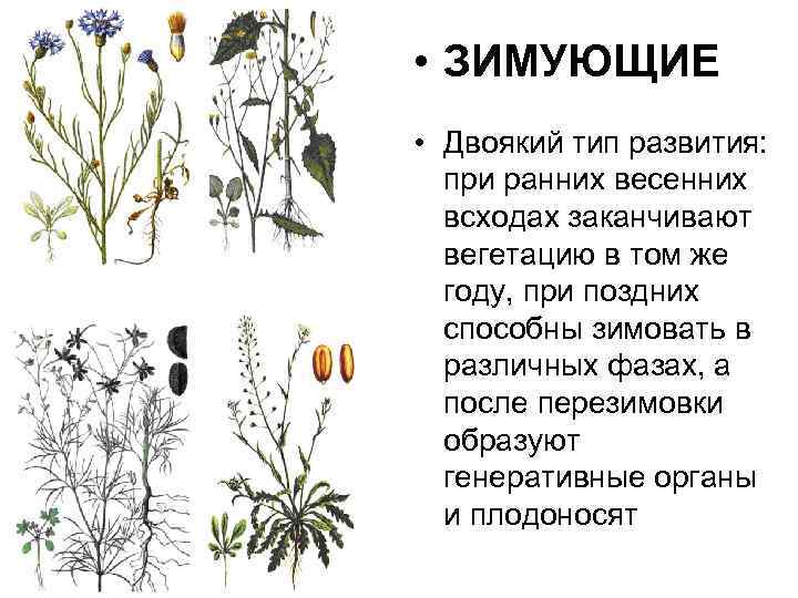  • ЗИМУЮЩИЕ • Двоякий тип развития: при ранних весенних всходах заканчивают вегетацию в