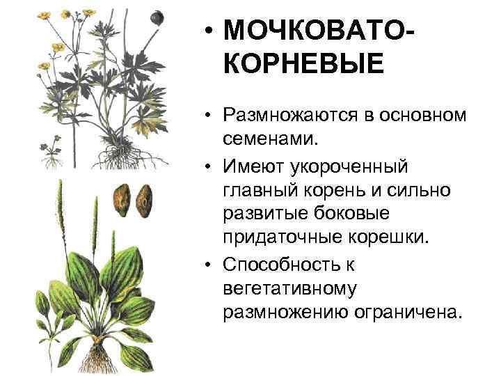  • МОЧКОВАТОКОРНЕВЫЕ • Размножаются в основном семенами. • Имеют укороченный главный корень и