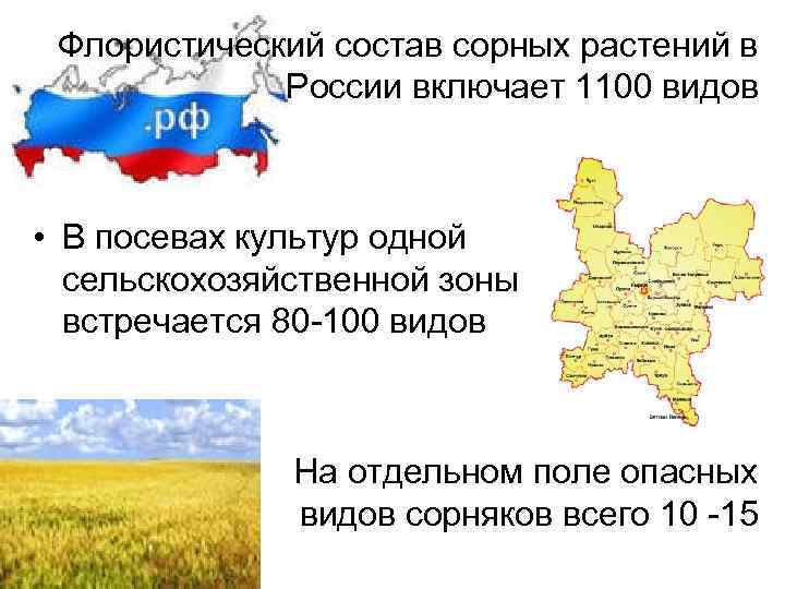  Флористический состав сорных растений в России включает 1100 видов • В посевах культур