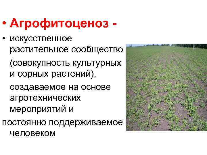  • Агрофитоценоз • искусственное растительное сообщество (совокупность культурных и сорных растений), создаваемое на