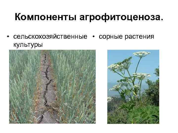 Компоненты агрофитоценоза. • сельскохозяйственные • сорные растения культуры 
