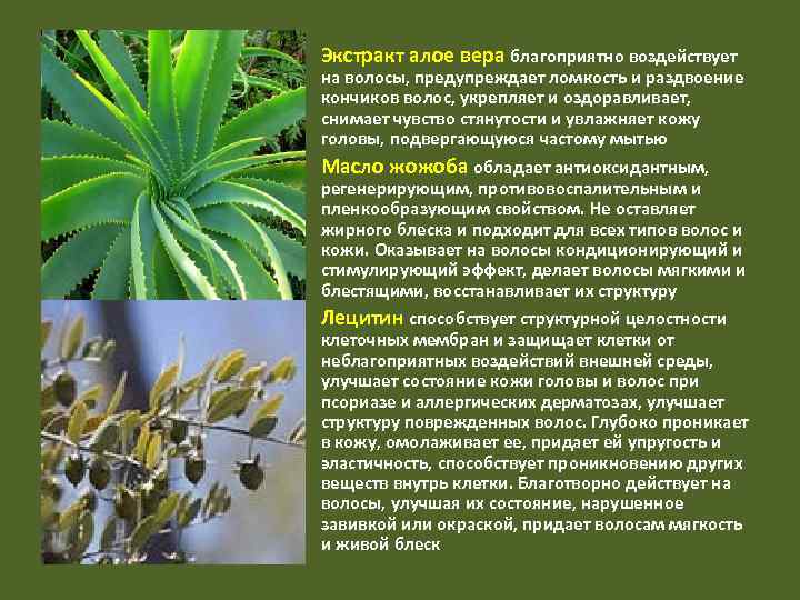 Экстракт алое вера благоприятно воздействует на волосы, предупреждает ломкость и раздвоение кончиков волос, укрепляет