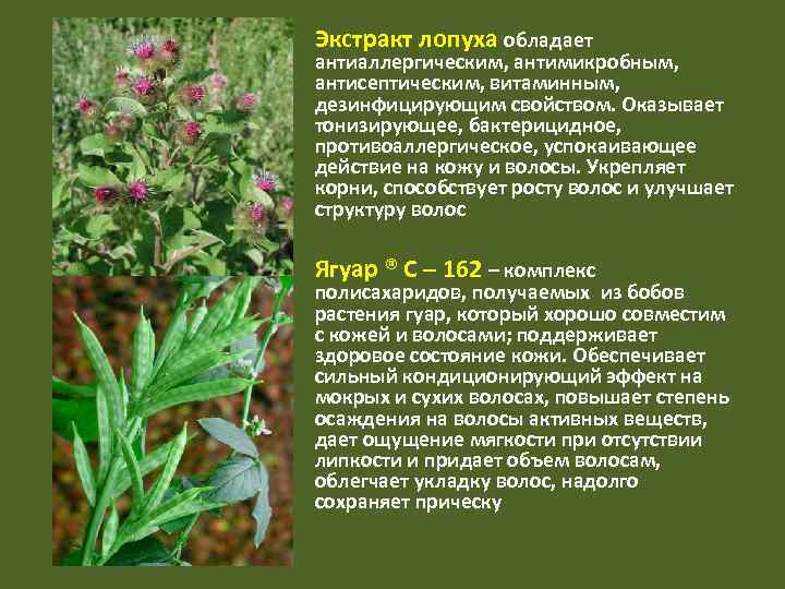 Экстракт лопуха обладает антиаллергическим, антимикробным, антисептическим, витаминным, дезинфицирующим свойством. Оказывает тонизирующее, бактерицидное, противоаллергическое, успокаивающее