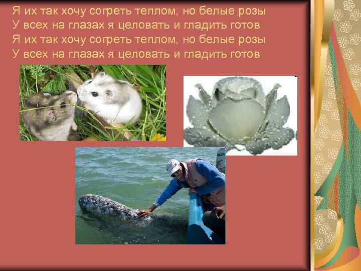 Я их так хочу согреть теплом, но белые pозы У всех на глазах я