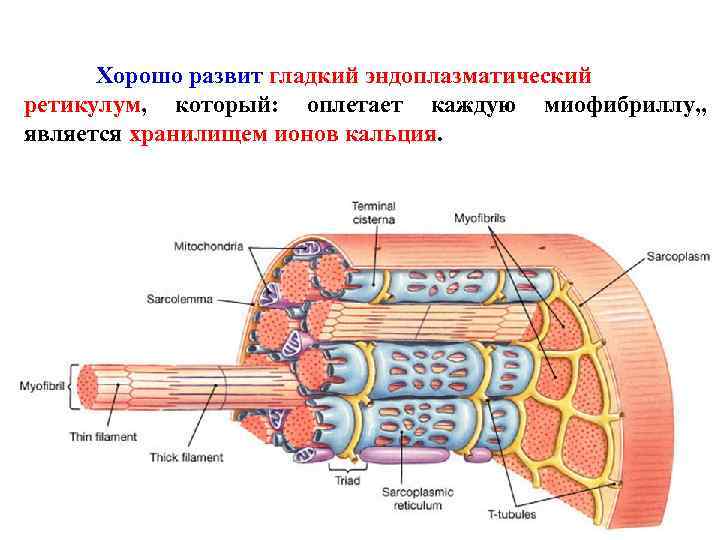 Хорошо развит гладкий эндоплазматический ретикулум, который: оплетает каждую миофибриллу, , является хранилищем ионов кальция.