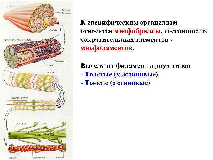 К специфическим органеллам относятся миофибриллы, состоящие из сократительных элементов миофиламентов. Выделяют филаменты двух типов