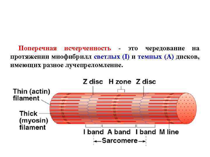 Поперечная исчерченность - это чередование на протяжении миофибрилл светлых (I) и темных (A) дисков,