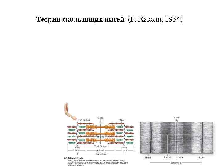 Теория скользящих нитей (Г. Хаксли, 1954) 