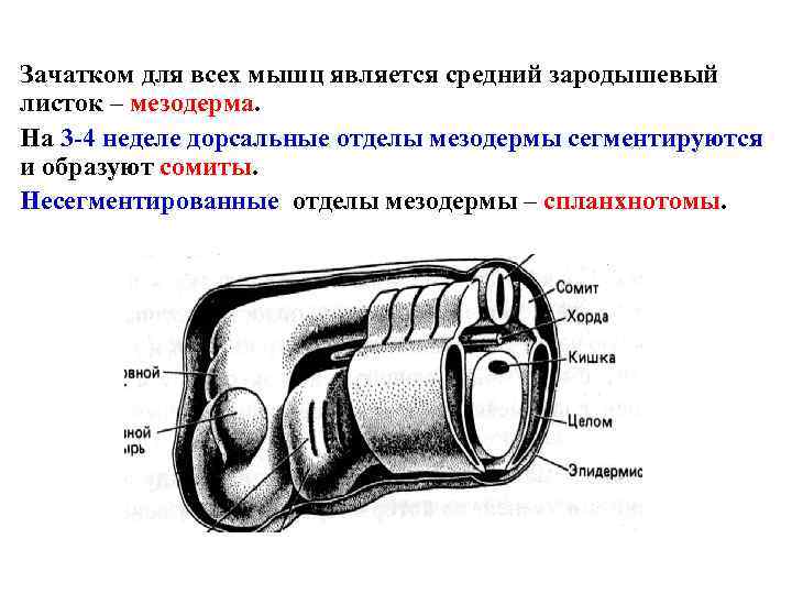 Зачатком для всех мышц является средний зародышевый листок – мезодерма. На 3 -4 неделе