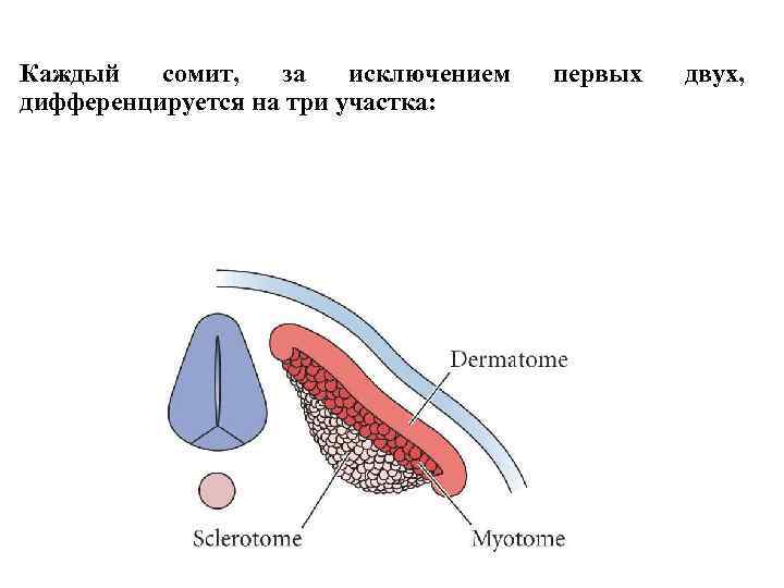 Каждый сомит, за исключением дифференцируется на три участка: первых двух, 