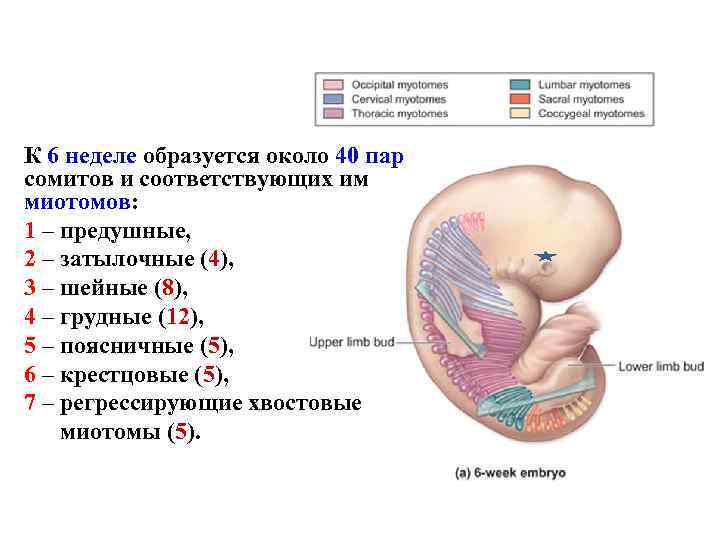 К 6 неделе образуется около 40 пар сомитов и соответствующих им миотомов: 1 –