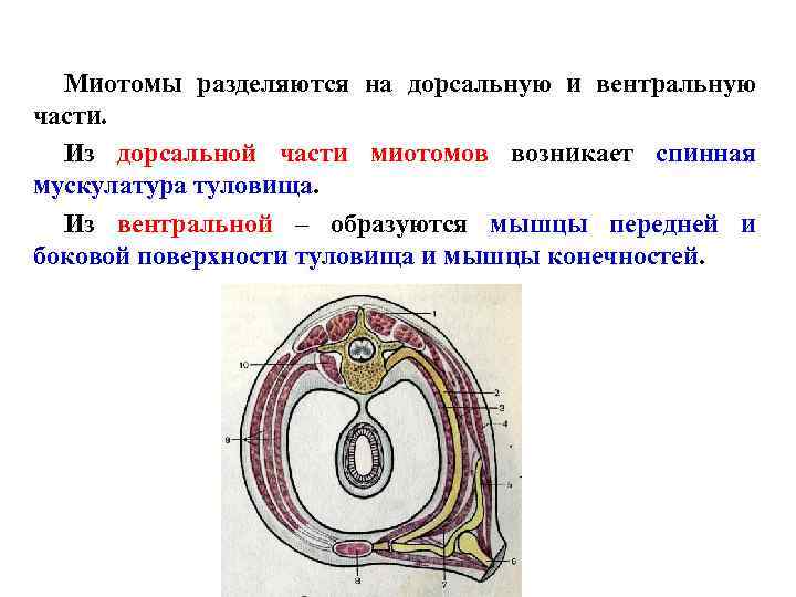 Миотомы разделяются на дорсальную и вентральную части. Из дорсальной части миотомов возникает спинная мускулатура