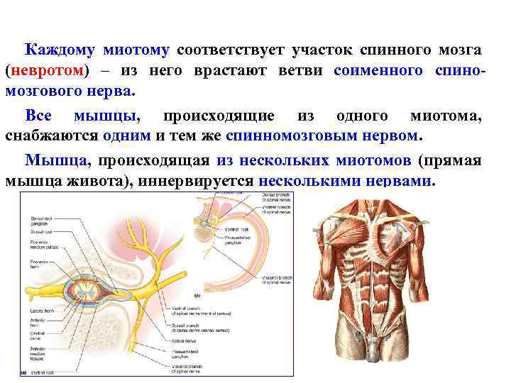 Каждому миотому соответствует участок спинного мозга (невротом) – из него врастают ветви соименного спиномозгового