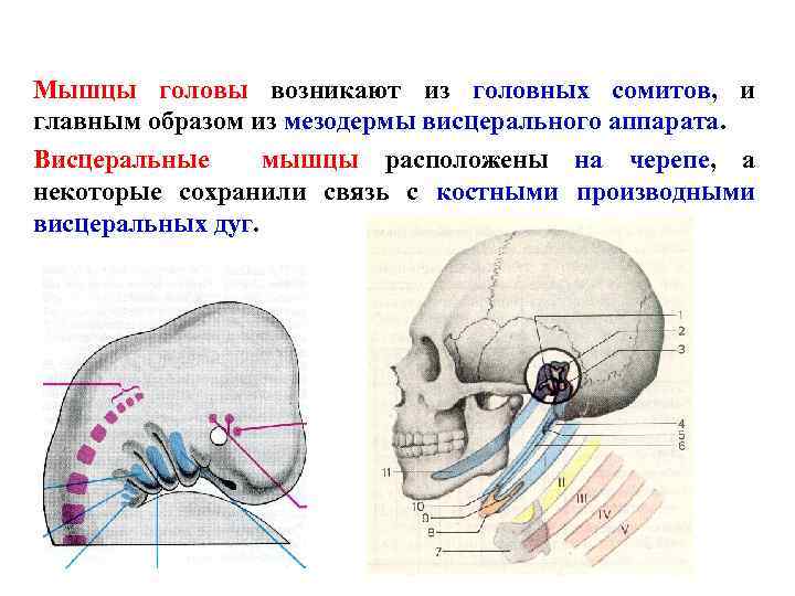 Мышцы головы возникают из головных сомитов, и главным образом из мезодермы висцерального аппарата. Висцеральные