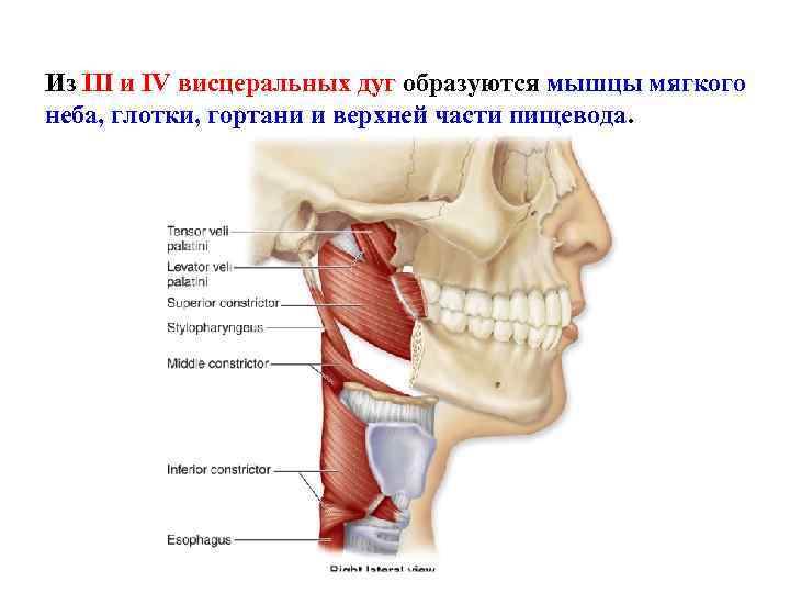 Из III и IV висцеральных дуг образуются мышцы мягкого неба, глотки, гортани и верхней