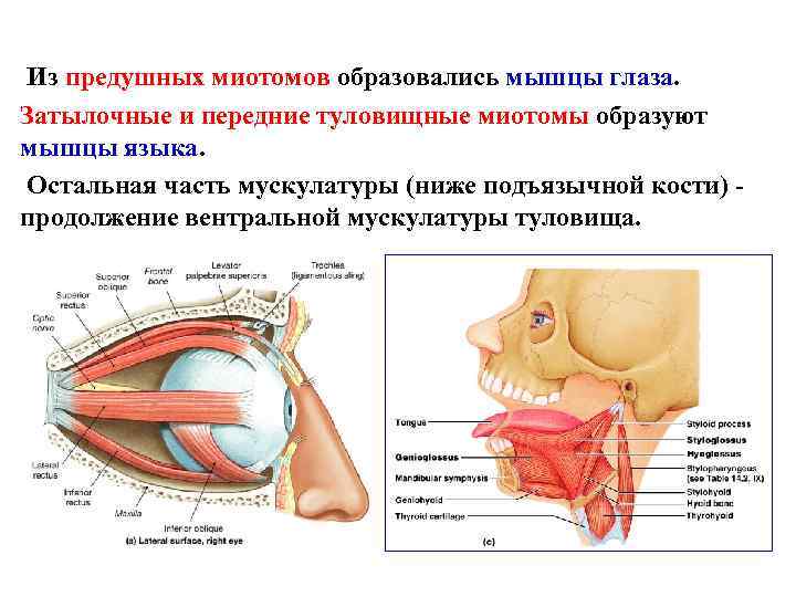 Из предушных миотомов образовались мышцы глаза. Затылочные и передние туловищные миотомы образуют мышцы языка.