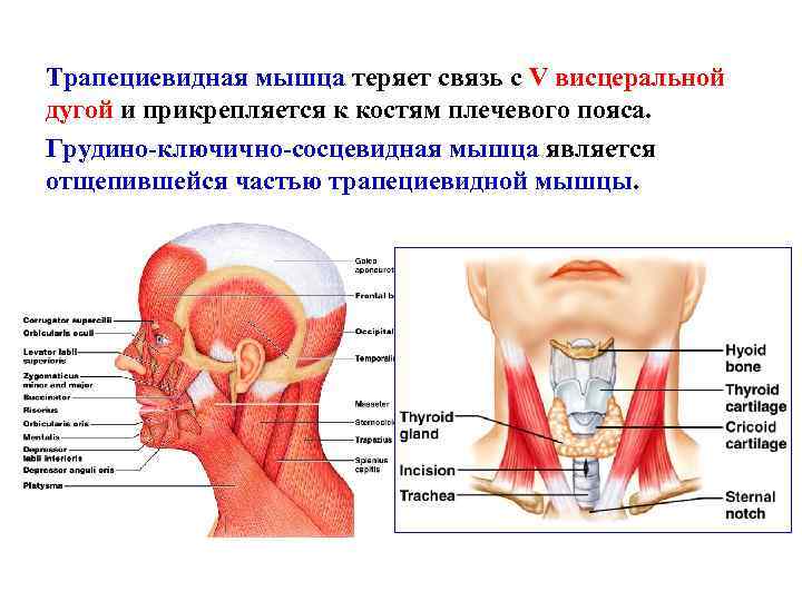 Трапециевидная мышца теряет связь с V висцеральной дугой и прикрепляется к костям плечевого пояса.