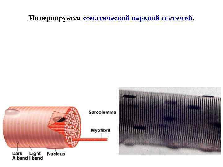 Иннервируется соматической нервной системой. 