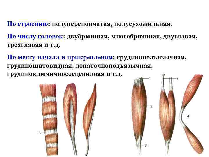 По строению: полуперепончатая, полусухожильная. По числу головок: двубрюшная, многобрюшная, двуглавая, трехглавая и т. д.