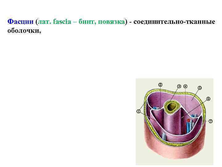 Фасции (лат. fascia – бинт, повязка) - соединительно-тканные оболочки, 