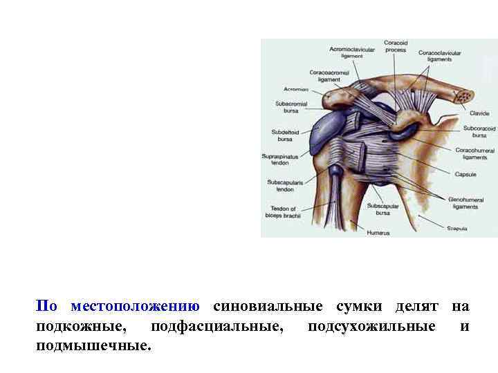 По местоположению синовиальные сумки делят на подкожные, подфасциальные, подсухожильные и подмышечные. 