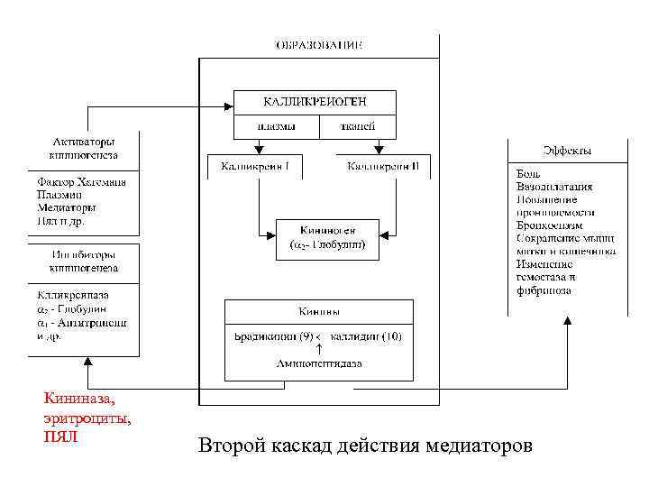 Кининаза, эритроциты, ПЯЛ Второй каскад действия медиаторов 