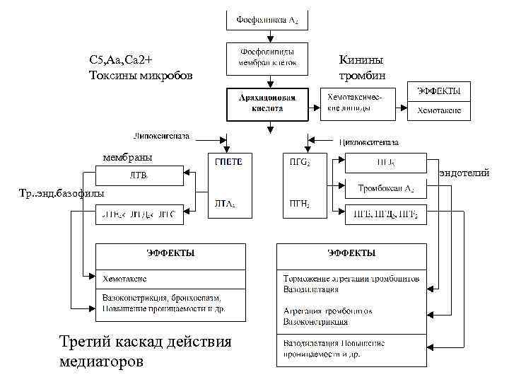 С 5, Аа, Са 2+ Токсины микробов Кинины тромбин мембраны эндотелий Тр. . энд.