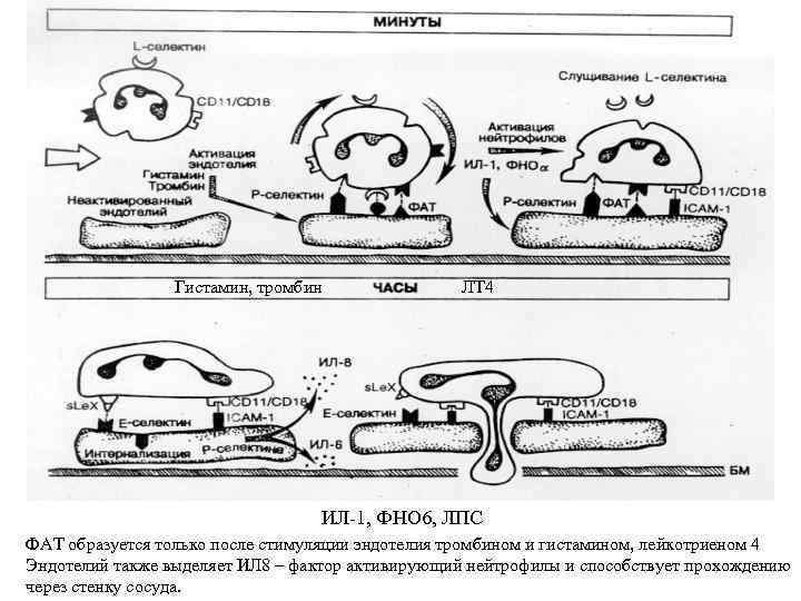 Гистамин, тромбин ЛТ 4 ИЛ-1, ФНО 6, ЛПС ФАТ образуется только после стимуляции эндотелия