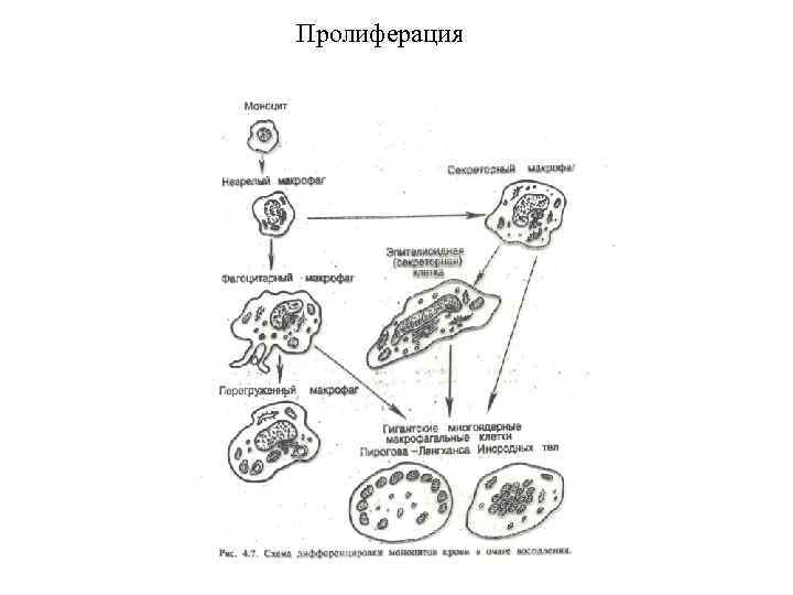 Пролиферация 