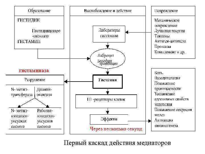 тромбоцит гистаминаза Через несколько секунд Первый каскад действия медиаторов 