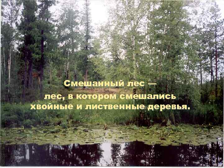 Смешанный лес — лес, в котором смешались хвойные и лиственные деревья. 