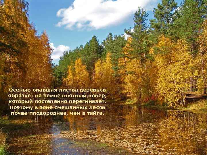Осенью опавшая листва деревьев образует на земле плотный ковер, который постепенно перегнивает. Поэтому в