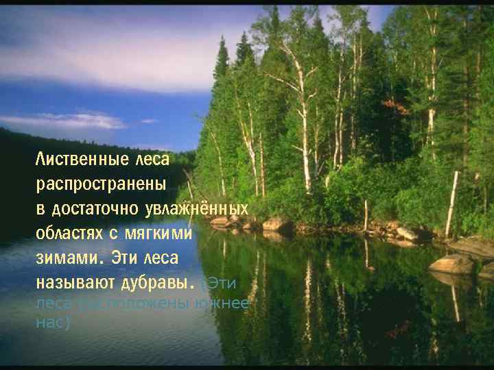 Лиственные леса распространены в достаточно увлажнённых областях с мягкими зимами. Эти леса называют дубравы.