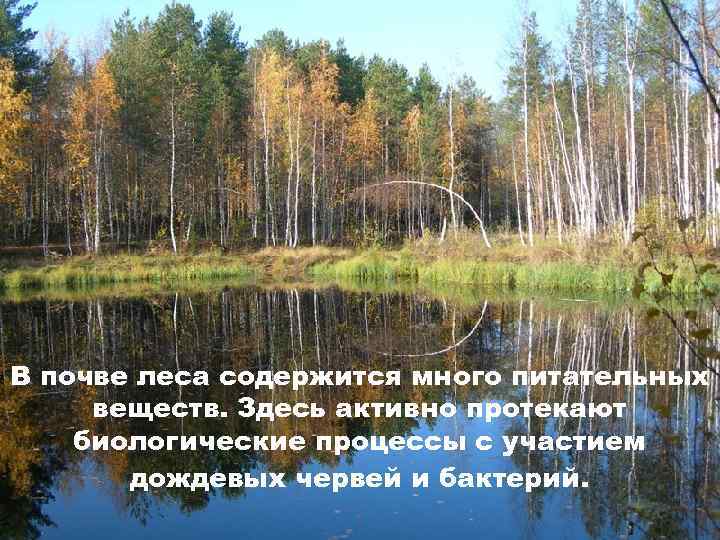 В почве леса содержится много питательных веществ. Здесь активно протекают биологические процессы с участием