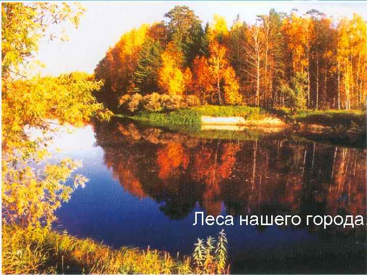 Лес –своеобразный, богатый и сложный мир, преданный, бескорыстный и постоянный спутник человека. Леса нашего