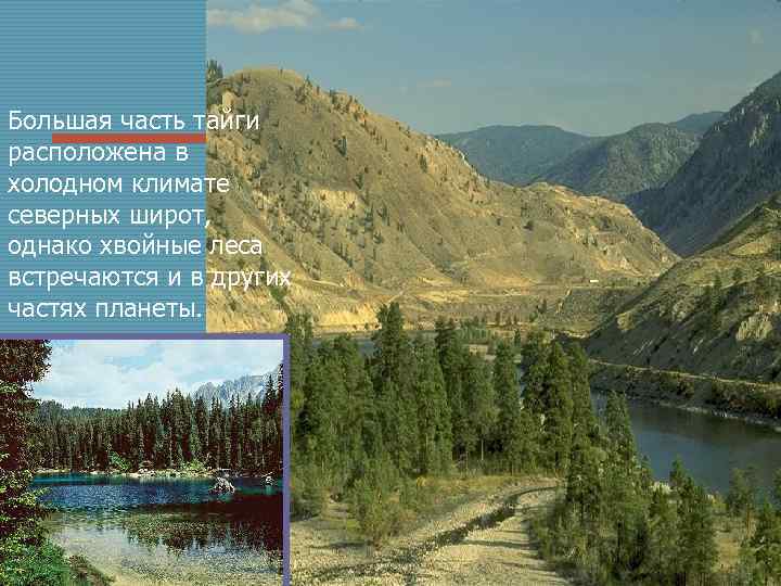 Большая часть тайги расположена в холодном климате северных широт, однако хвойные леса встречаются и
