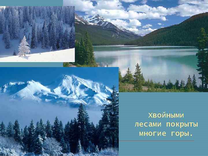 Хвойными лесами покрыты многие горы. 